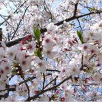 浜松西高校の桜